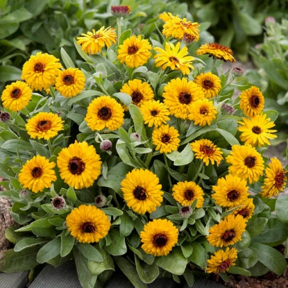 Picture of Calendula - Bulls Eye